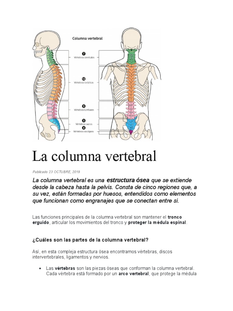 Anatomía de la columna lumbar L5 | PDF | La columna vertebral | Vértebra