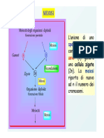 06 MEIOSI 14 - 15