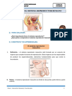El Sistema Reproductor Humano