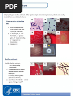 Staphylococcus Identification Guide | PDF | Staphylococcus | Microbiology