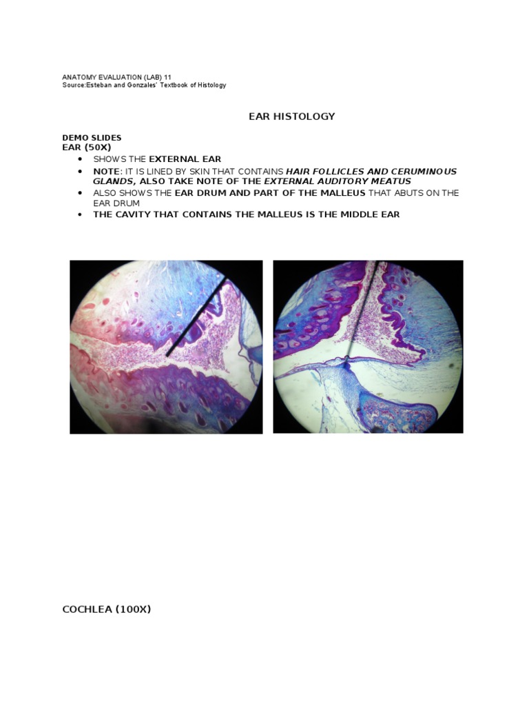 Ear Histology: Anatomy Evaluation Lab | PDF | Otology | Ear