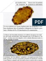 Ovo infértil de Ascaris lumbricoides: características morfológicas