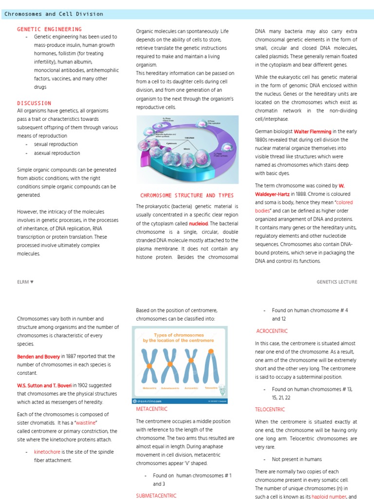 Genetic Engineering and Chromosome Structure | PDF | Meiosis | Mitosis