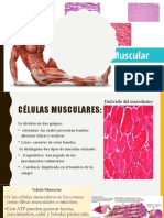 tejido muscular