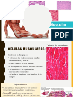 Tejido Muscular