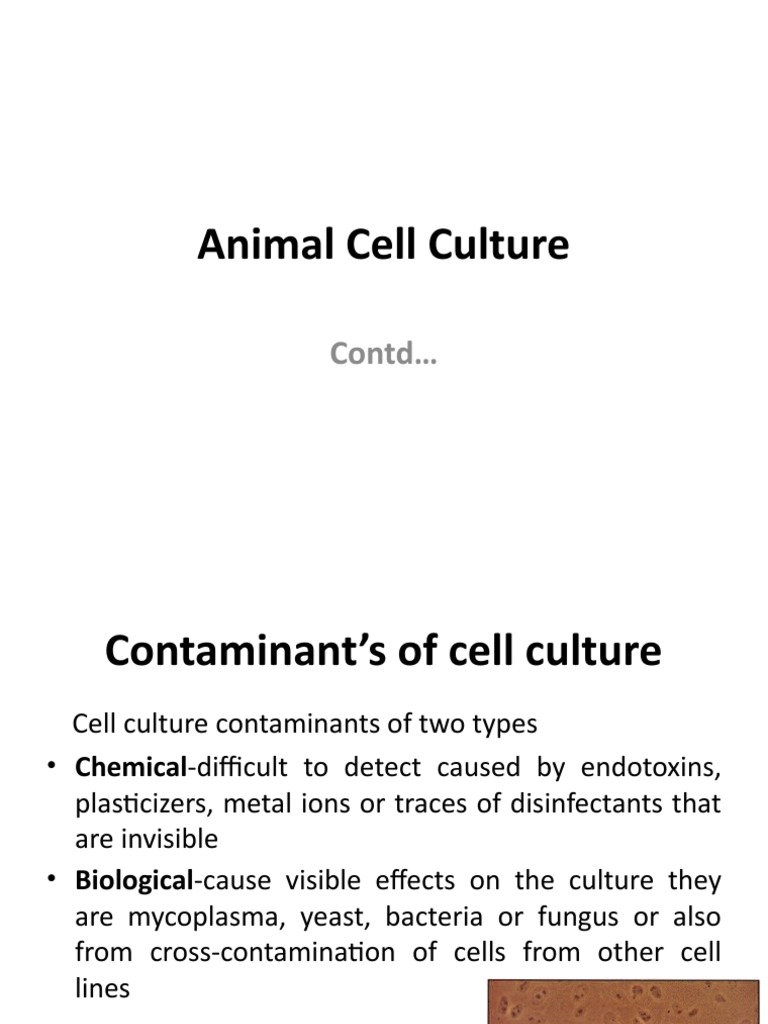 Contaminants in Cell Culture | PDF | Cell Culture | Mycoplasma