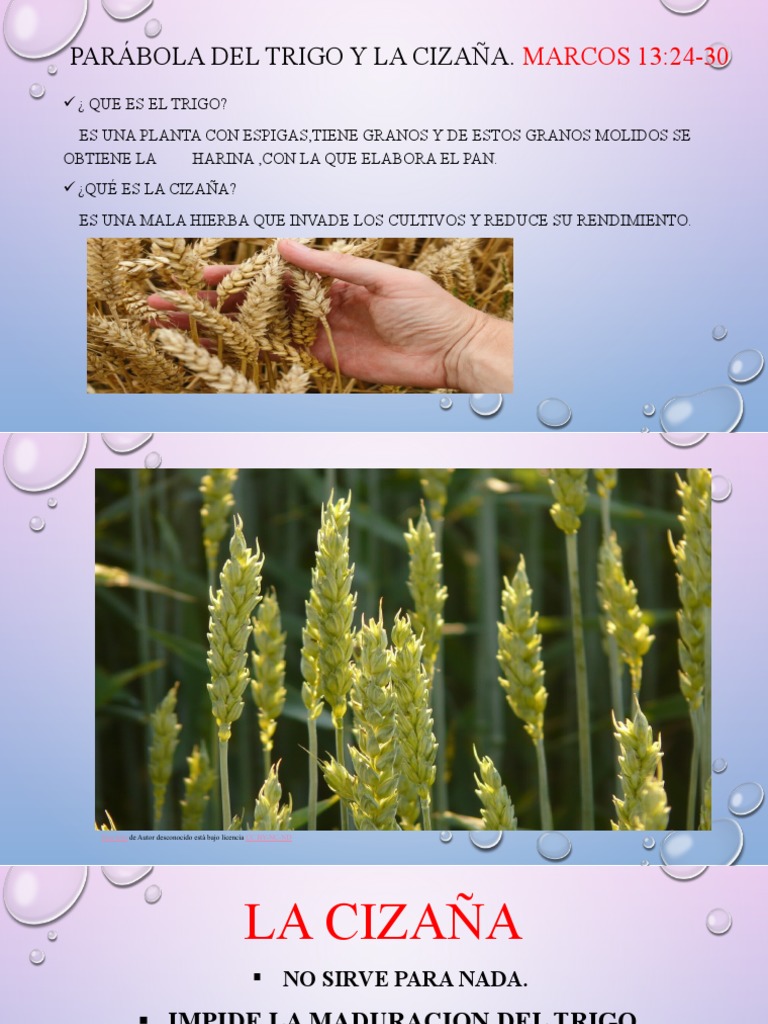 Parábola Del Trigo y La Cizaña | PDF