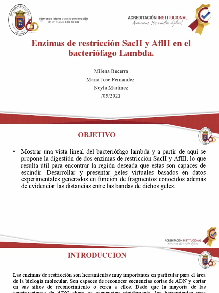 Enzimas SacII y AflII en Lambda | PDF | Enzima restrictiva | Adn