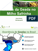 Milho Safrinha Geada - 1 Reuniao TD - FY13i