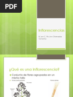 Tipos de Inflorescencias en Poaceae | PDF | Flores | Morfología Vegetal