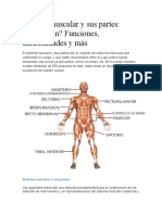 Sistema muscular: sus partes, funciones e importancia