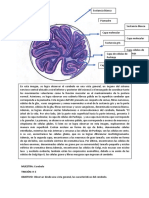 Descripción de Imágenes Histología