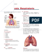 Aparato Respiratorio para Cuarto de Primaria