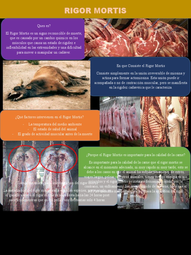 Rigor Mortis | PDF | Fisiología | Science