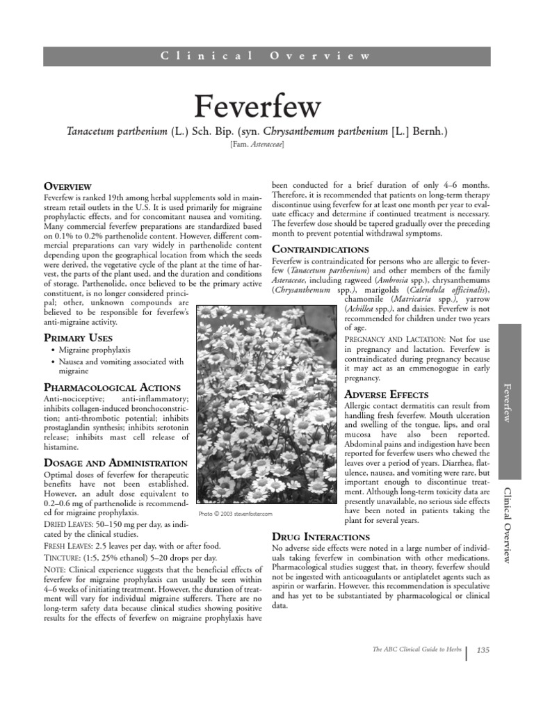 Feverfew Tanacetum Parthenium (L.) Sch. Bip. (Syn. Chrysanthemum