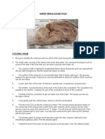 Brain Dissection Directions & Questions