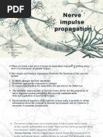 Propagation of Nerve Impulse