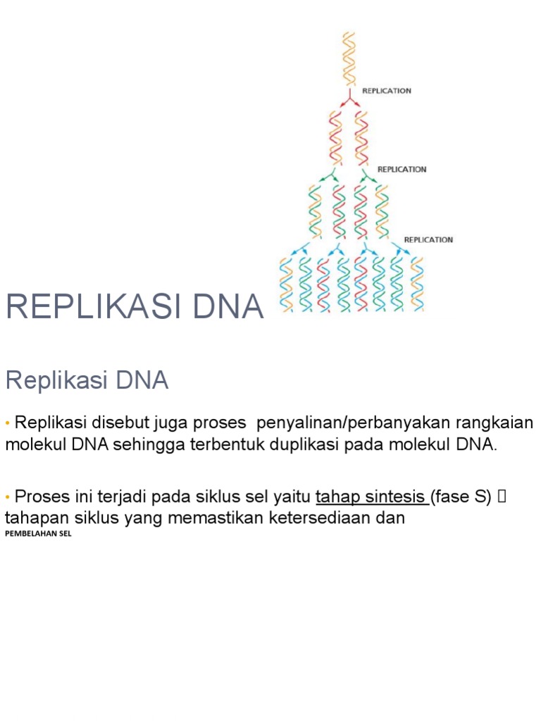 Mekanisme dan Model Replikasi DNA | PDF | Sains & Matematika