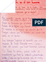 La Circulacion en El Ser Humano