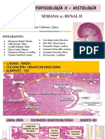 Histología renal II