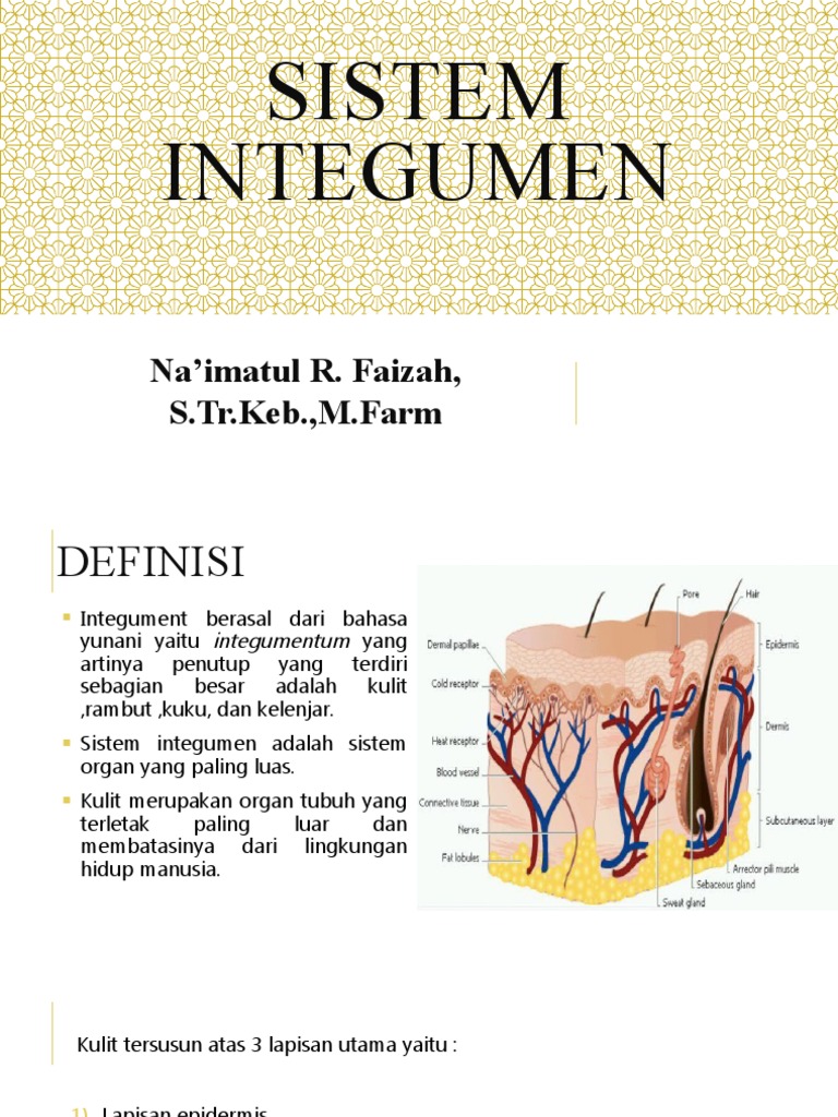 Sistem Integumen dan Fungsinya | PDF