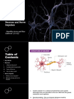 Neurons and Nerve Impulses: Nandika Arora and Risa Gaikwad (11 G2)