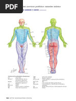 Metámeras | PDF | Rodilla | Sistema musculoesquelético