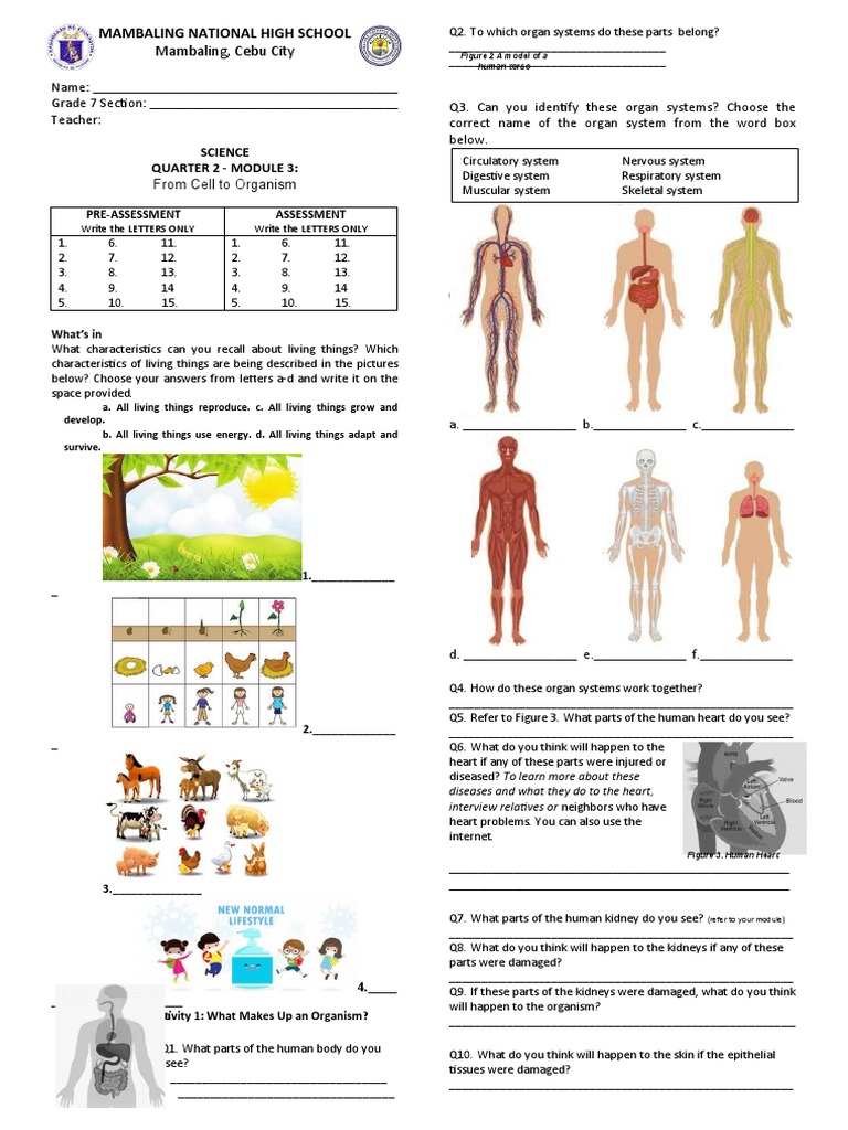 Grade 7 Answer Sheet Q2M3 PDF Organ (Anatomy) Tissue (Biology)