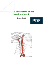 Blood Circulation in the Head and Neck