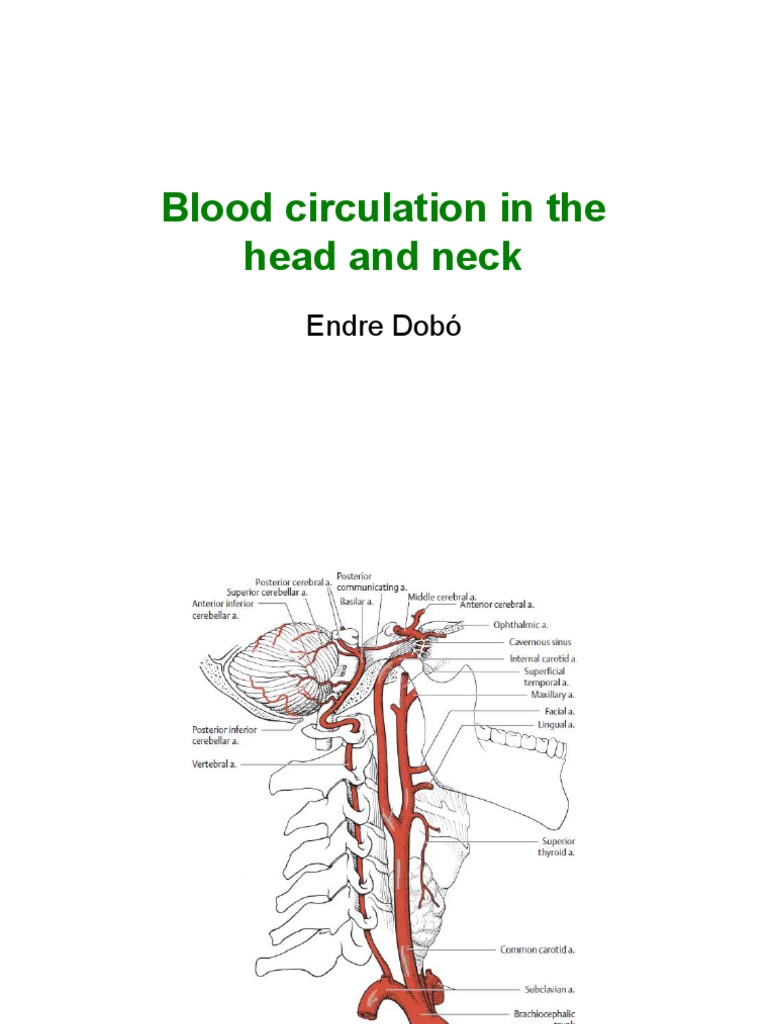 Blood Supply To Head & Neck (2016) | PDF | Common Carotid Artery ...