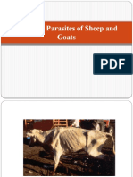 Common Parasites of Sheep and Goats