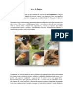 Aves de Rapina: Características e Adaptações