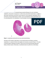 Kidney Introduction PDF 508