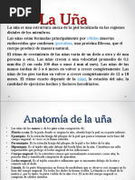 Anatomía de La Uña y Sus Partes | PDF | Clavo (anatomía) | Sistema ...