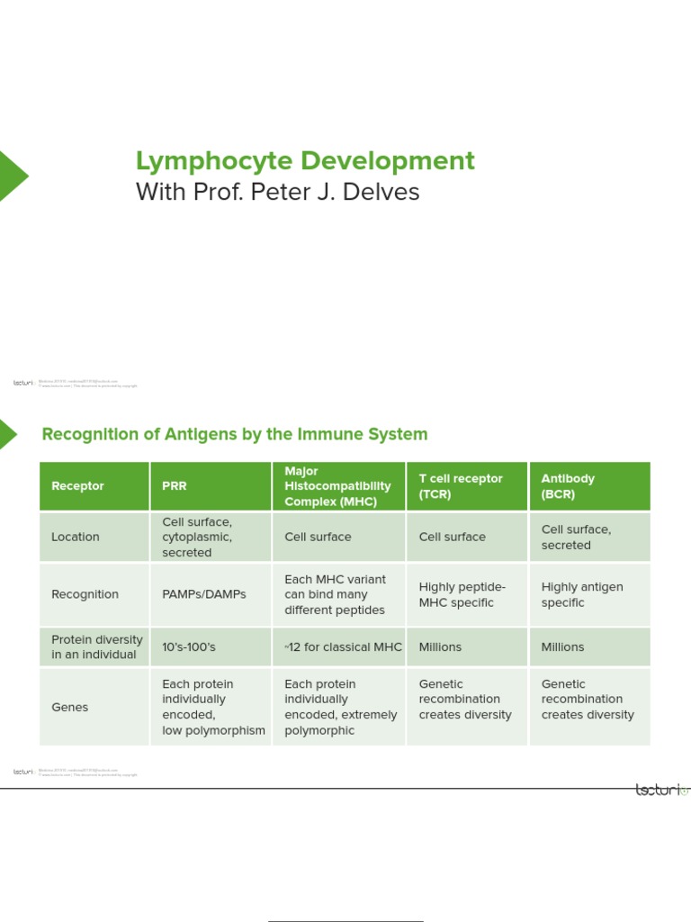 18 Slides Recognition of Antigens Lymphocyte Development | PDF | Major ...