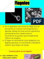 Flagelos: Estructura y tipos de estas apéndices celulares