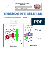 Actividad Transporte Celular NM1 Biología - 10