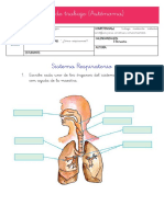 2º Prim - C y T - Sesion 7 - Hoja de Trabajo - Como Respiramos - Organos