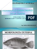 Desarrollo Embrionario - Etapas