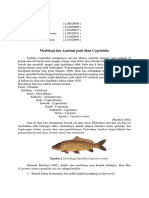 KELOMPOK 11 - Morfologi Dan Anatomi Pada Ikan Cyprinidae