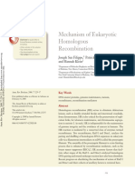 Mechanism of Eukaryotic Homologous Recombination