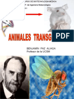 Animales Transgenicos Curso Biotecnologia Medica.2011.-Ultimoppt
