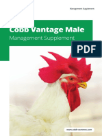 Cobb Vantage Male: Management Supplement