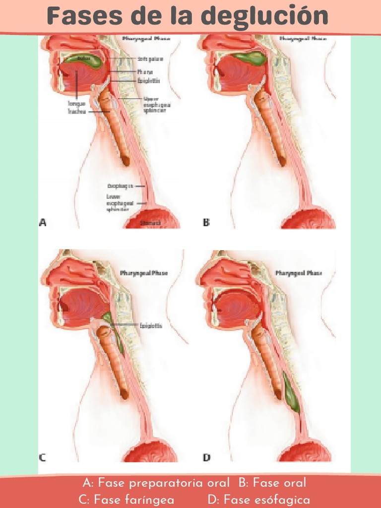 Las Cuatro Fases Del Proceso De Degluci n Preparaci n Oral Oral 