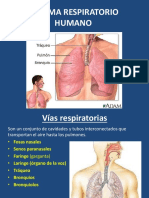 4.sistema Respiratorio Humano