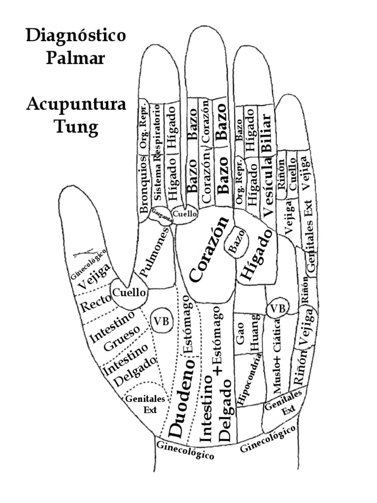 acupuntura-tung-diagn-stico-y-puntos-clave-pdf-anatomia-animal