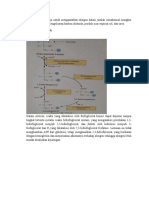 Sel darah merah metabolisme jalur glikolisis pentose fosfat