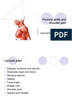 Pectoral girdle and shoulder joint