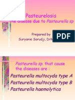 Pasteurelosis: The Disease Due To