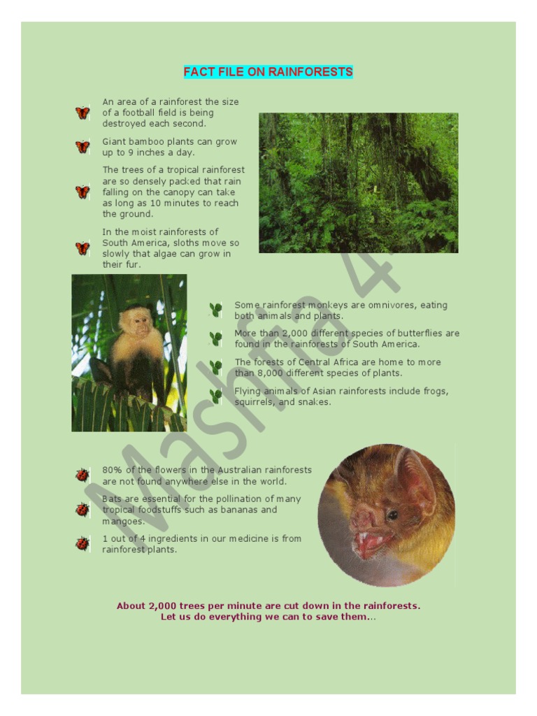 Fact File On Rainforests | PDF | Rainforest | Trees